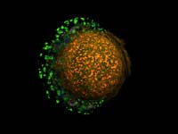 Genome Mapping Sequence.  Cell Membrane :: SHGC