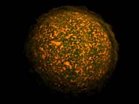 Genome Mapping Sequence.  Nuclear Membrane :: SHGC