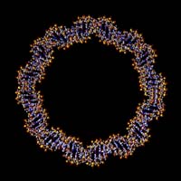 Genome Mapping Sequence.  DNA Wreath :: SHGC