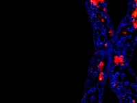 Genome Mapping Sequence.  Chromosome detail :: SHGC